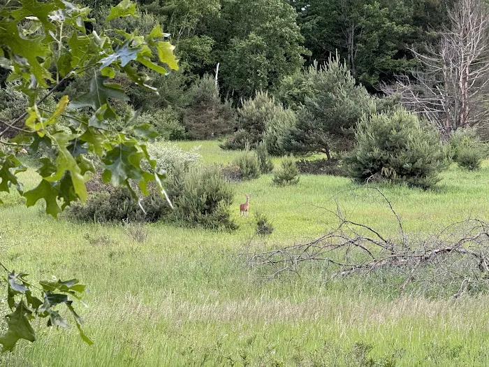 Countryside Campground and Cabins Picture 10