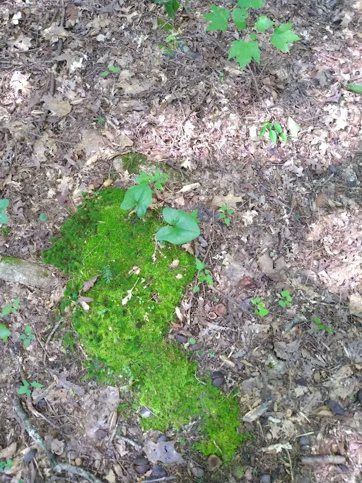 Big Cove Campground Picture 10