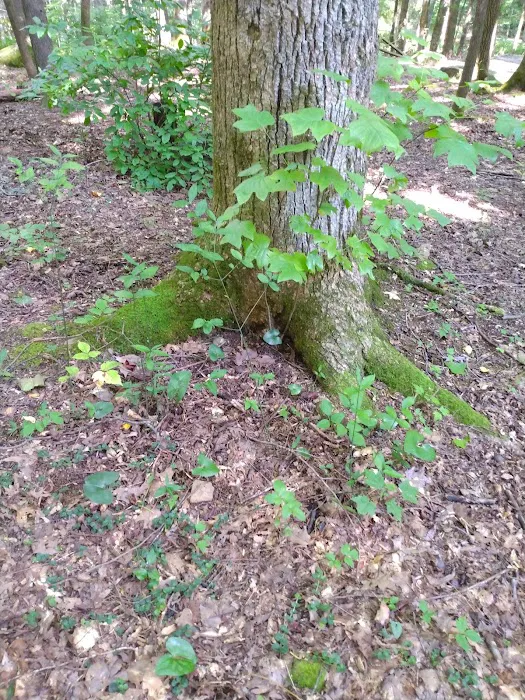 Big Cove Campground Picture 9