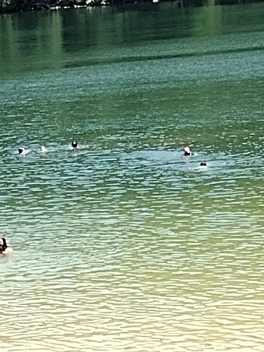 Melton Hill Dam Campground Picture 5