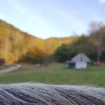 Orchard Cove Stables