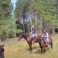 D bar D Ranch ico