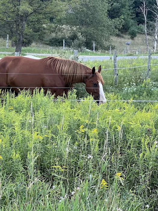 D bar D Ranch Picture 6