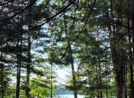 Pickerel Lakeside Campground