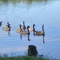 Bryan Lake Campgrounds ico