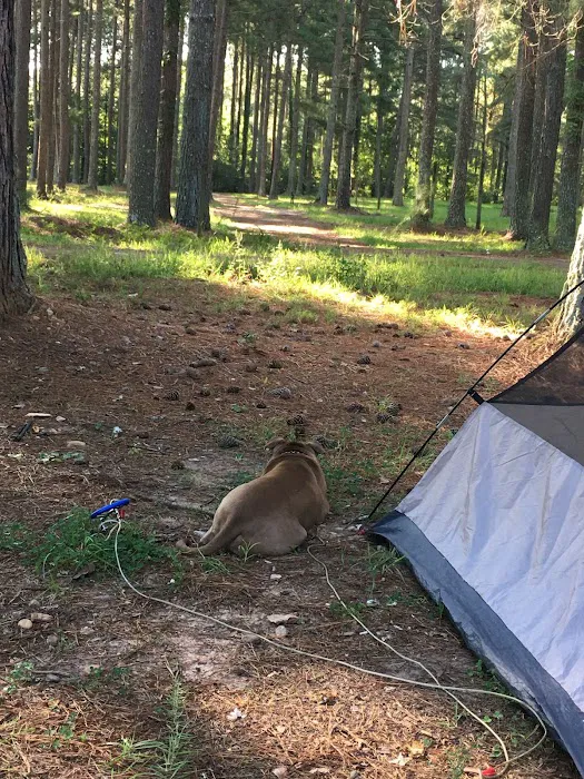Campgrounds for Dawsonville Forest WMA Picture 1