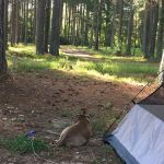Campgrounds for Dawsonville Forest WMA