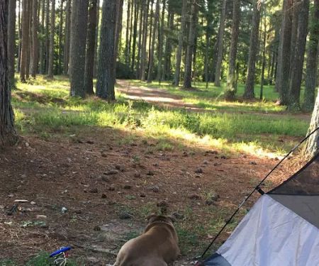 Campgrounds for Dawsonville Forest WMA