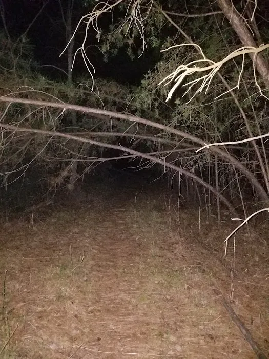Campgrounds for Dawsonville Forest WMA Picture 2