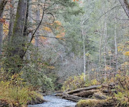 Cooper Creek Recreation Area