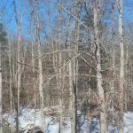 White Oak Ranch TN