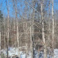 White Oak Ranch TN ico
