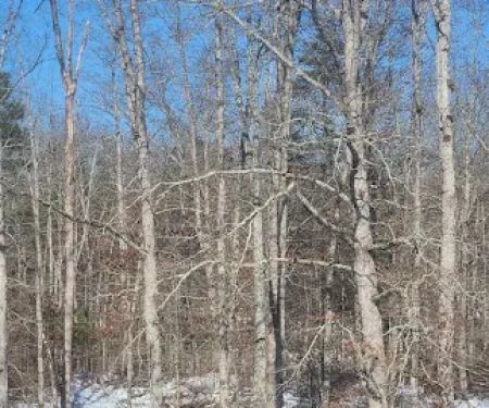 White Oak Ranch TN