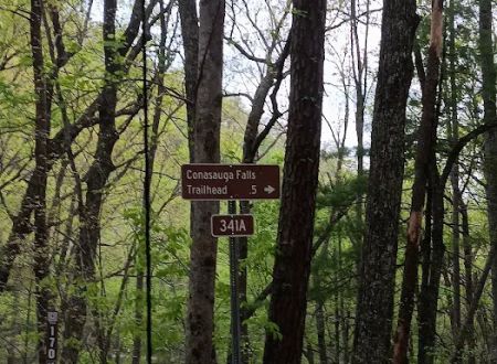 Dispersed riverside camp spot