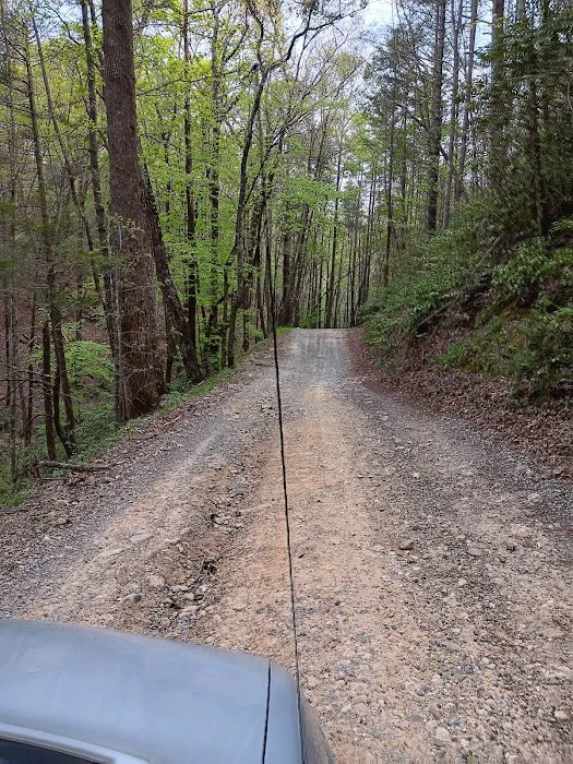 Dispersed riverside camp spot Picture 8