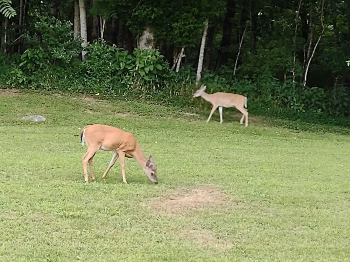 Salt Lick Creek Campground Picture 7