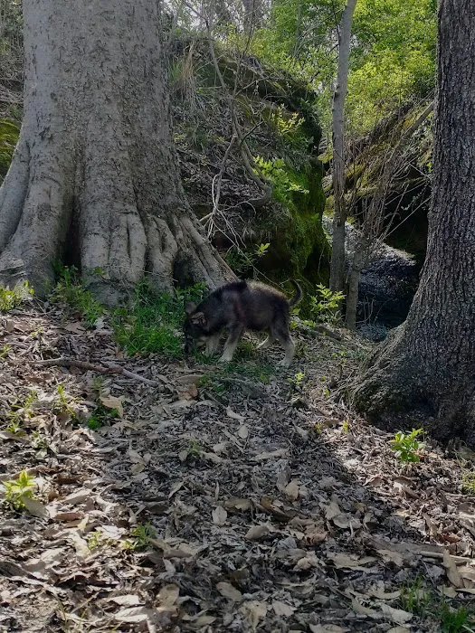 Saint Francisville Riverside Park & Campground Picture 10