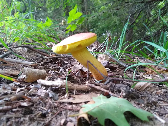 Grass Lake State Forest Campground Picture 4