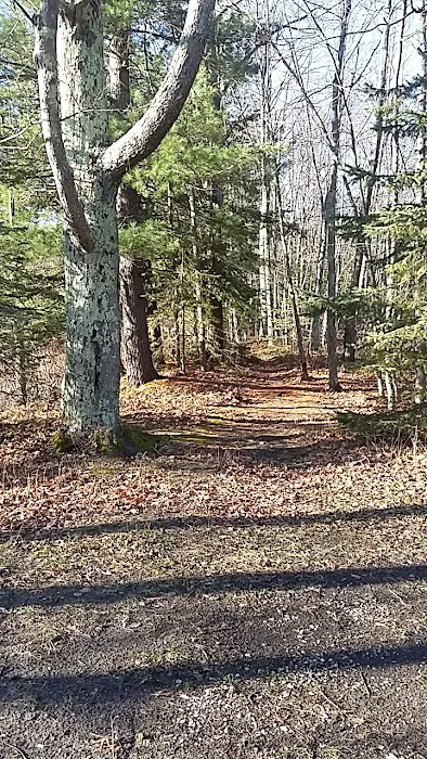 Grass Lake State Forest Campground Picture 9