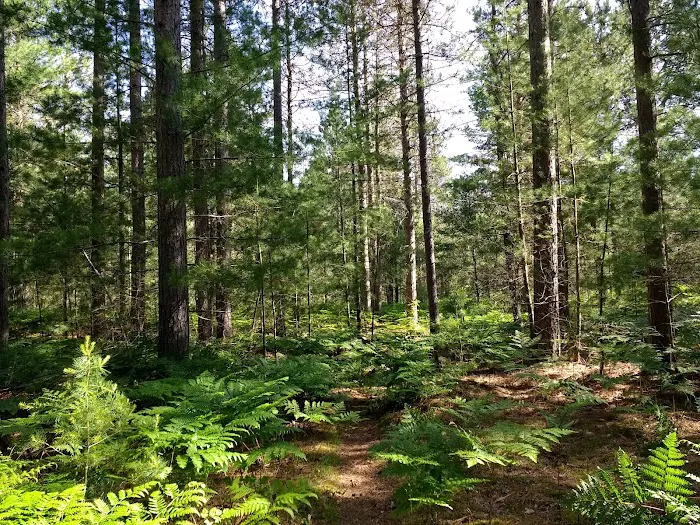 Pigeon Bridge State Forest Campground Picture 4
