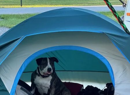 Pine grove campground
