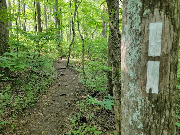 Springer Mountain Shelter Picture 3