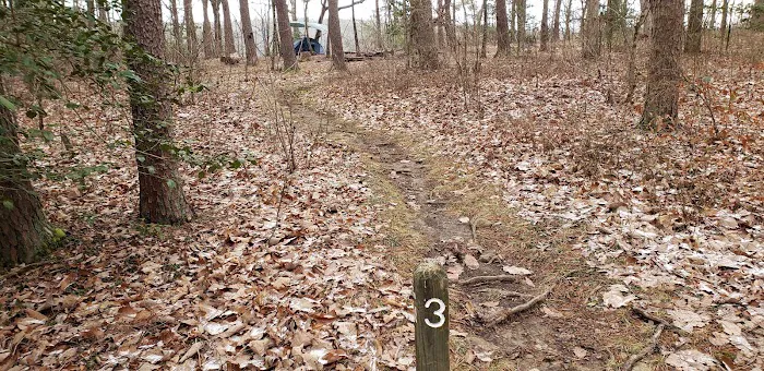 Collins West Campground Picture 2