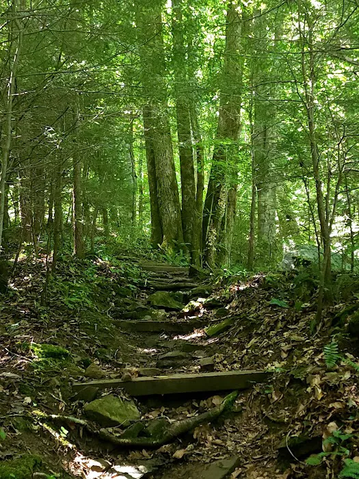 Collins West Campground Picture 5