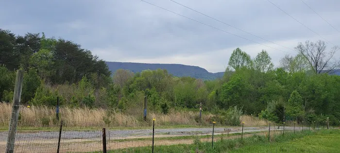 Irie Vibes Campground Picture 6