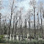 Creek fire