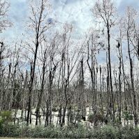 Creek fire ico