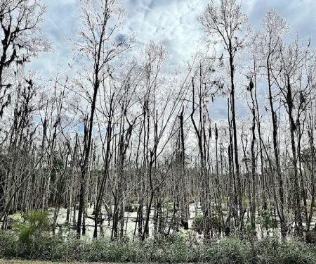 Creek fire