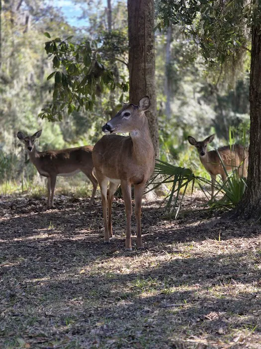 Fort McAllister Campground Picture 3