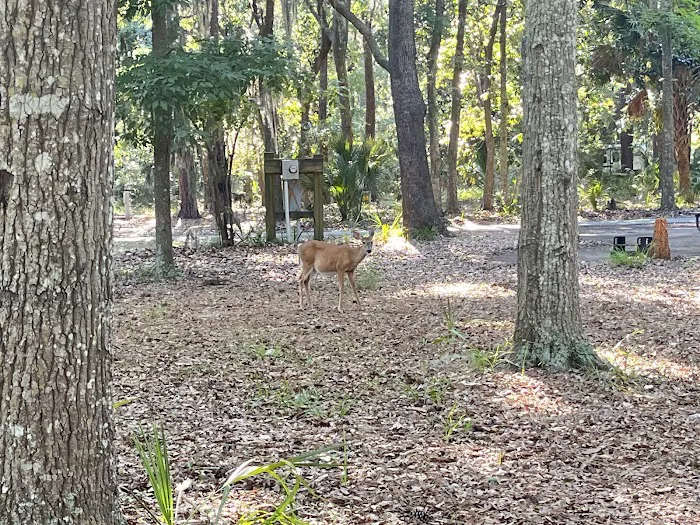 Fort McAllister Campground Picture 7