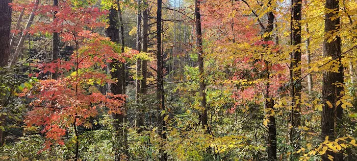 Tumbling Creek Campground Picture 4