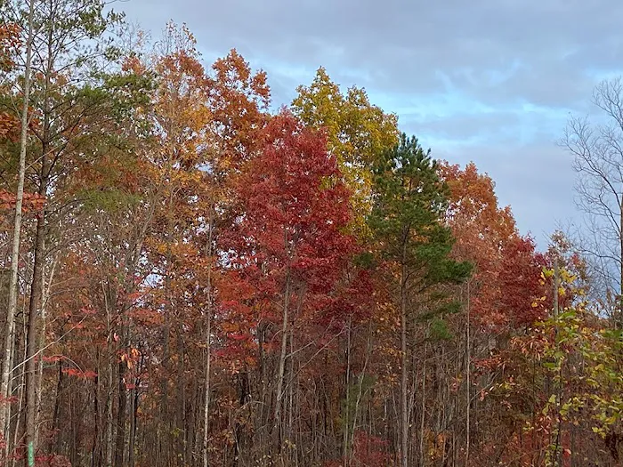 Outpost RV and Tent Sites at Camp Chet (Reservations required) Picture 7