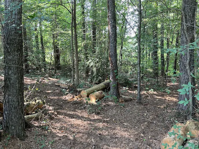 tiny PINECONE CAMP Picture 4