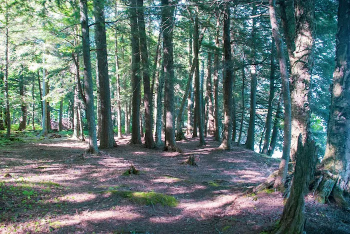 Cedar Campground Picture 1