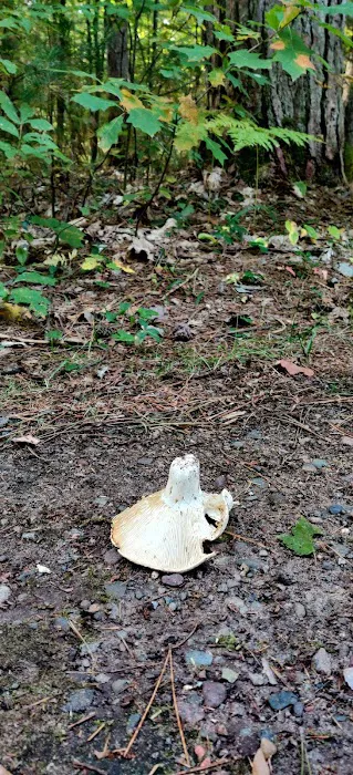 Firefly Lake Campground Picture 9