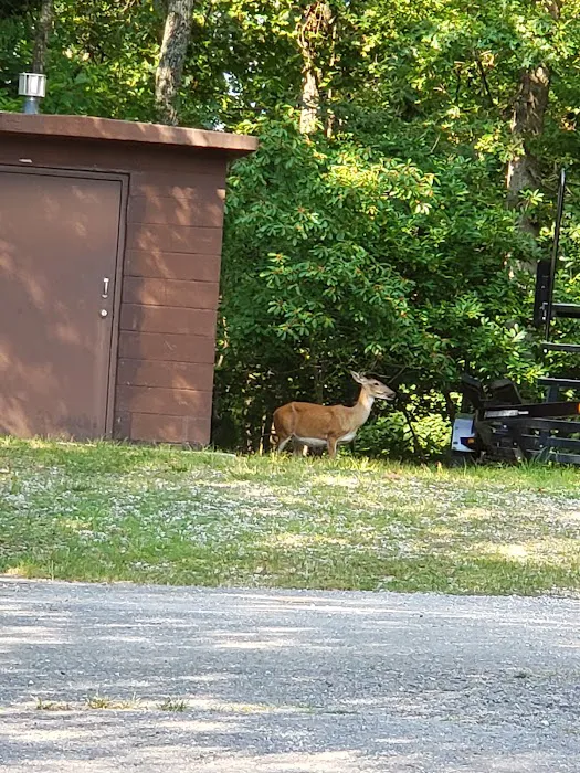 Starkey Campground Picture 9