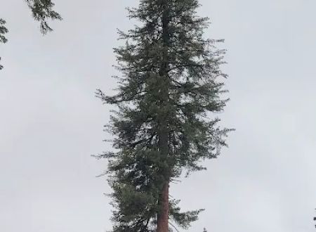 Summit Meadow Campground