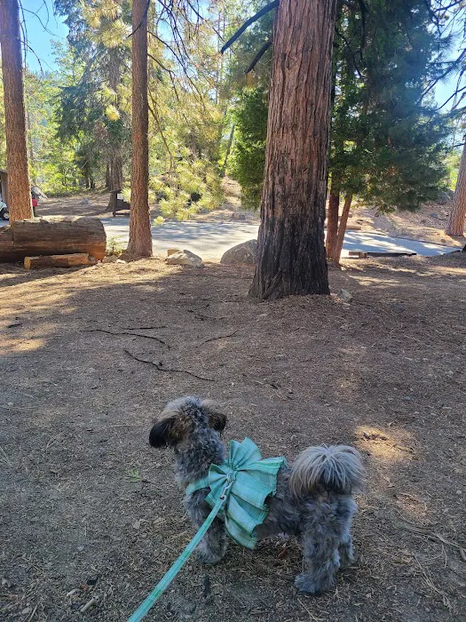 Upper Dinkey Creek Campground Picture 8