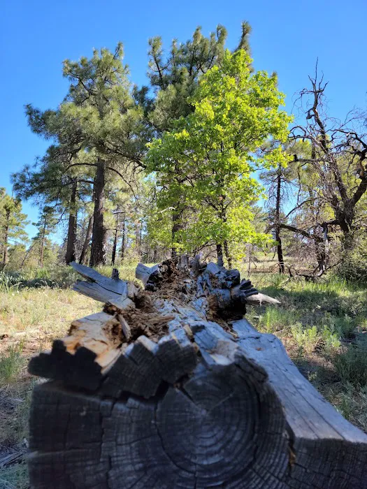Burnt Rancheria Campground Picture 7