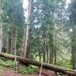 Martin Creek Stock Camp