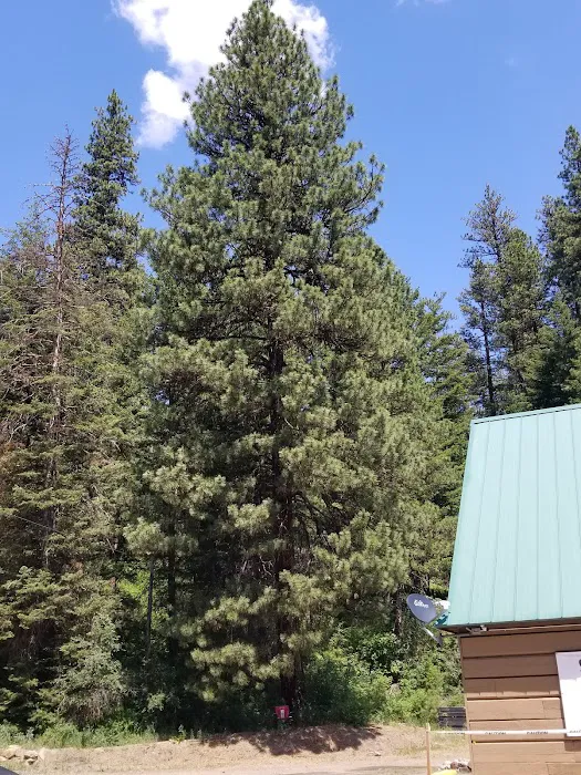 Mineral Springs Group Campground Picture 5
