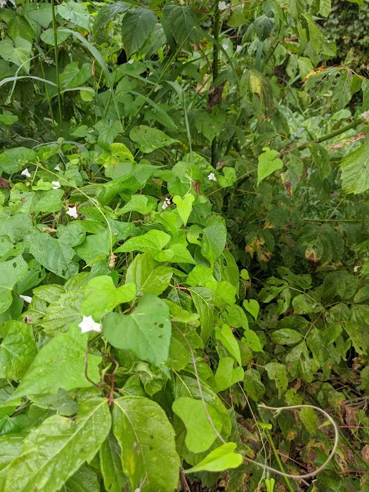 Whippoorwill Camp Ground Picture 10