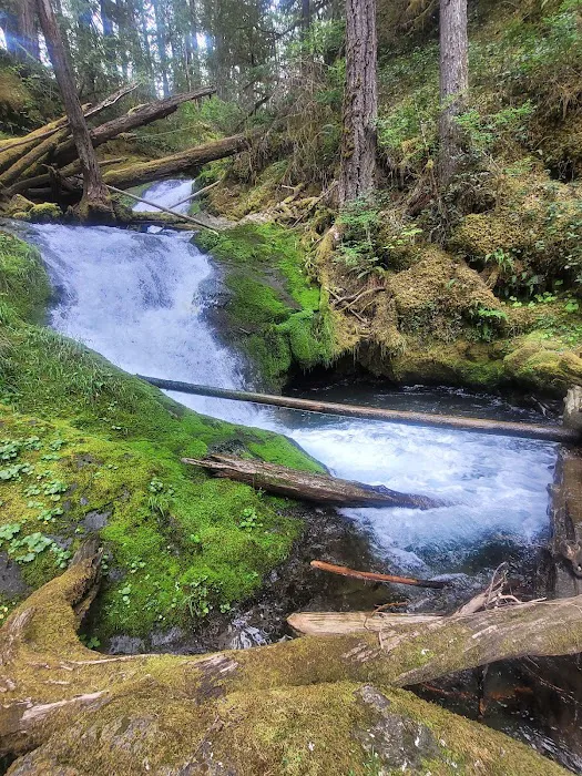 La Wis Wis Campground Picture 4