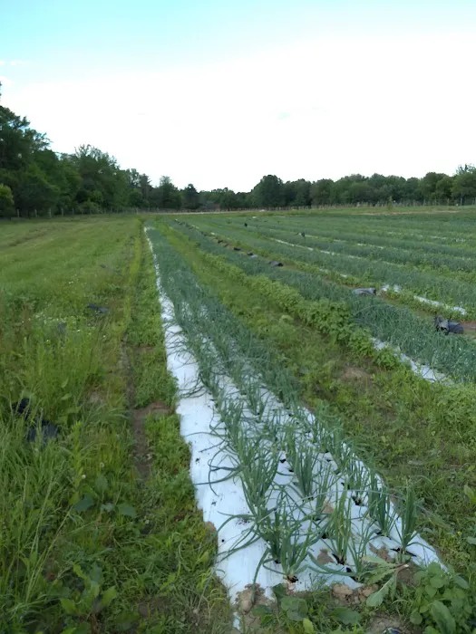 College Settlement Camps-Headwaters Of Pennypack Creek Picture 10