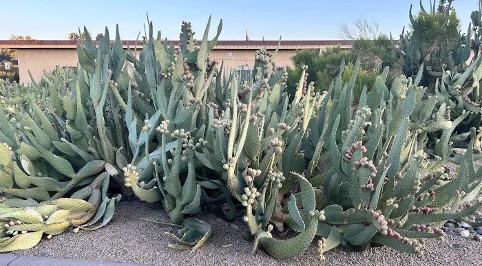 Saguaro Skies Famcamp Picture 8
