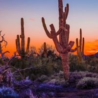 Cave Creek Regional Park Campgrounds ico